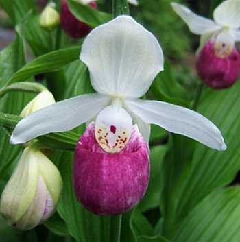 Башмачок королевы / Cypripedium reginae, Garden Orchid